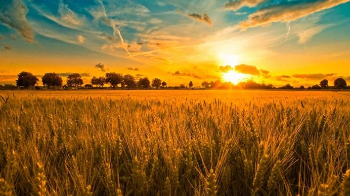 Sunlit wheat field